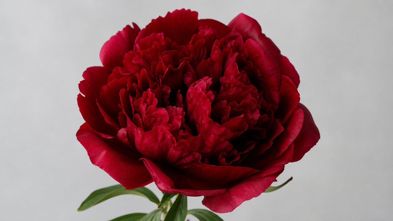 Christmas Velvet paeonie in bloom