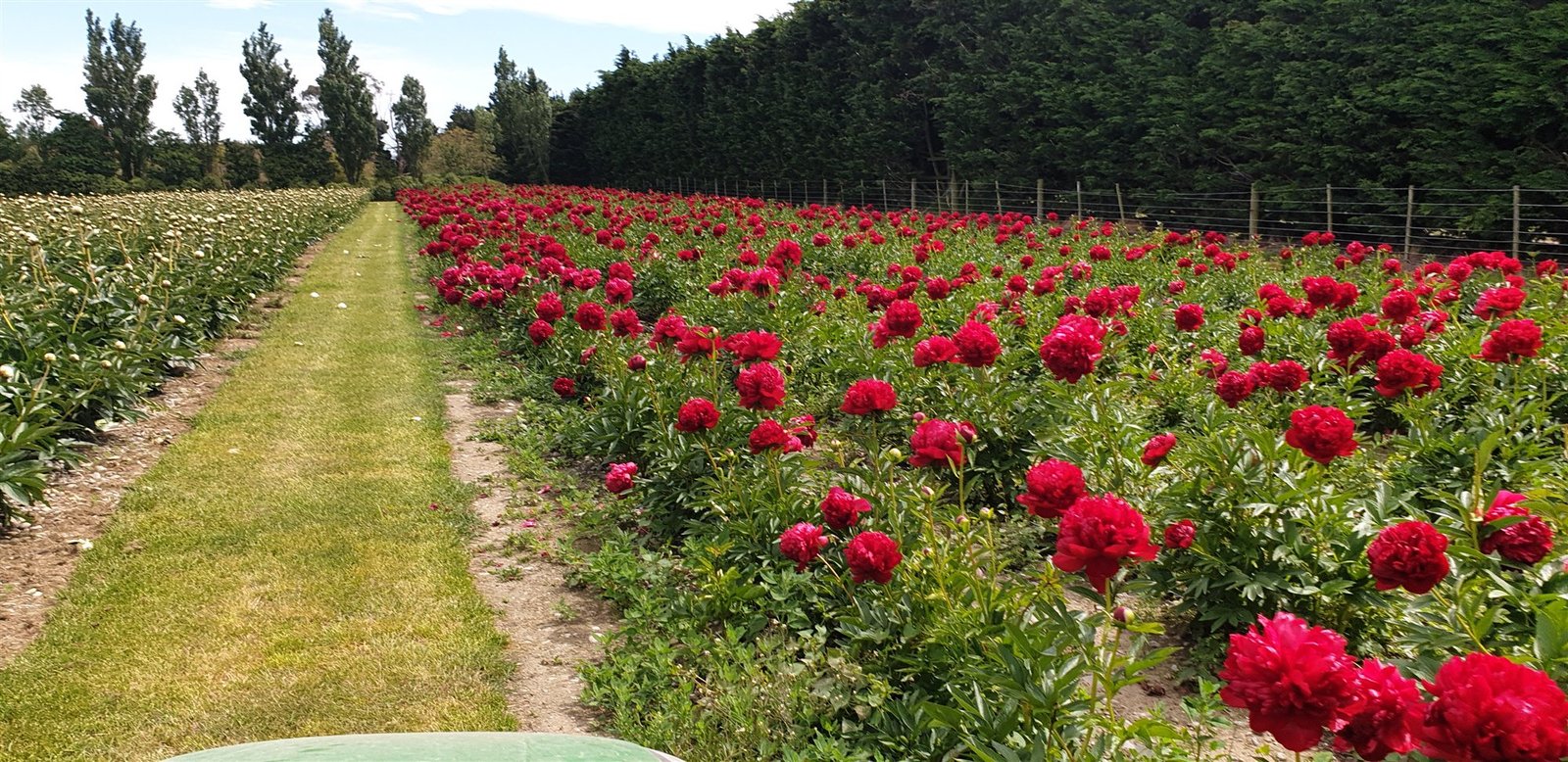 Paeonies in full bloom on the Alpine Paeonies NZ block, Christchurch