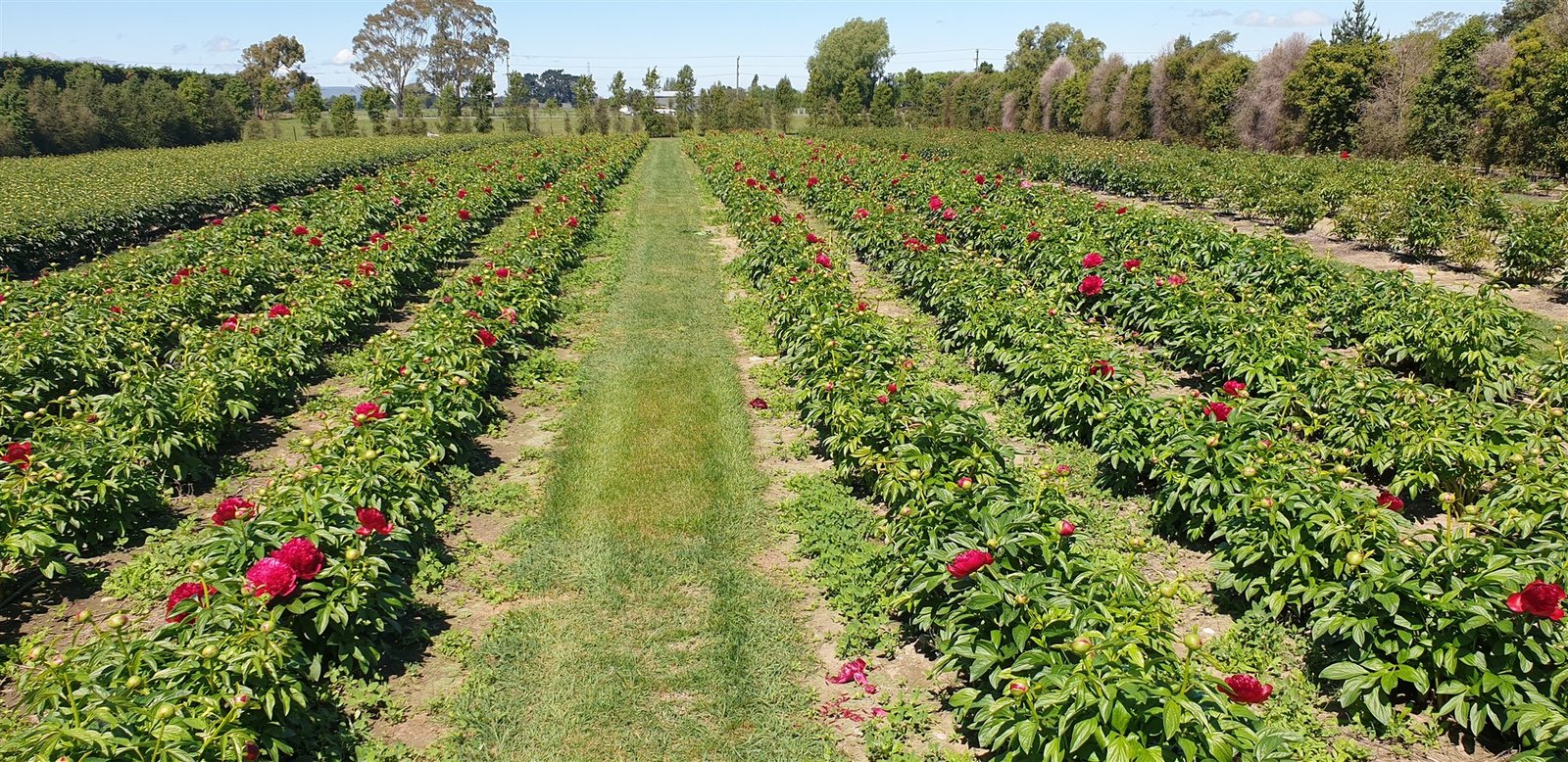 Paeonie rows at Alpine Paeonies NZ, Christchurch