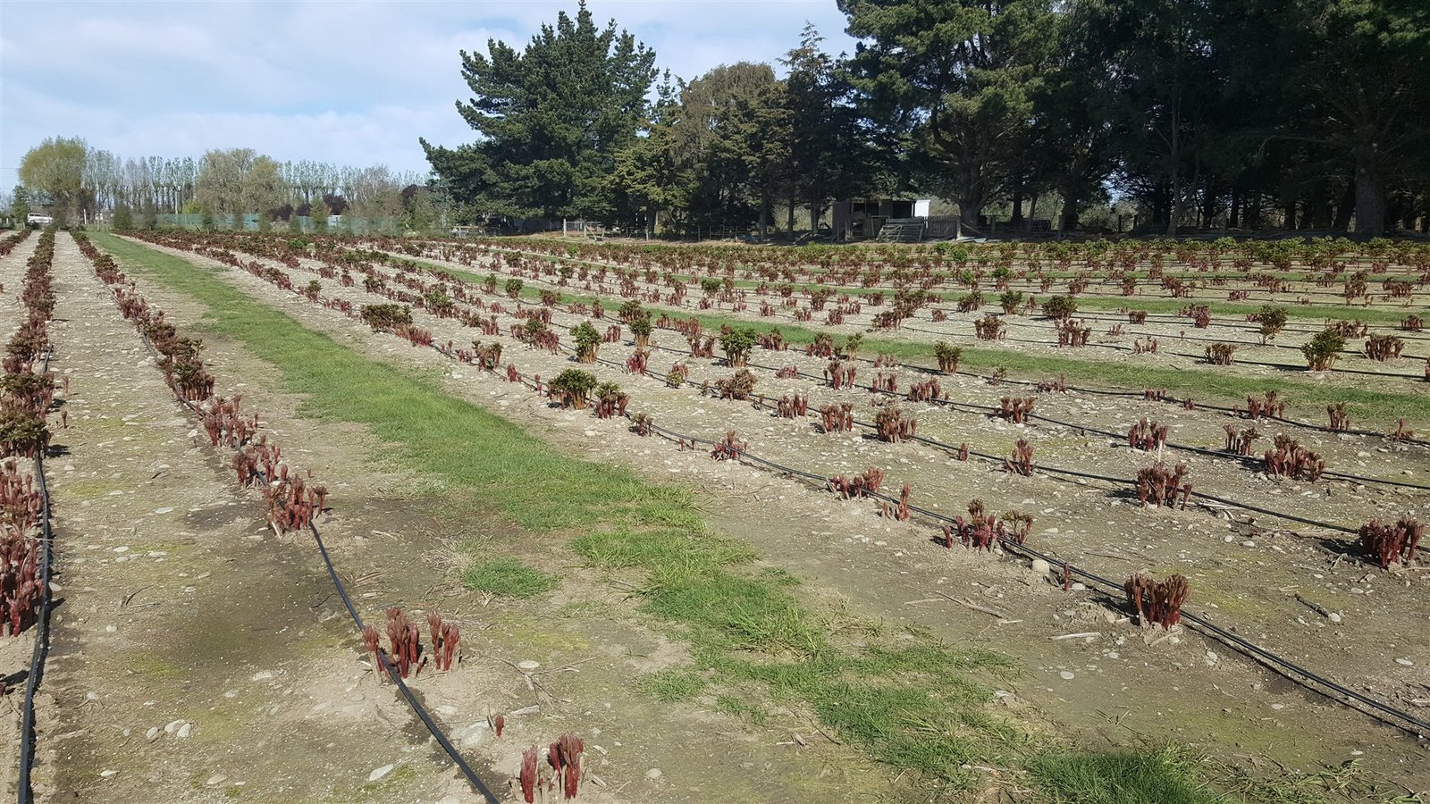 New shoots emerging across the block in early spring