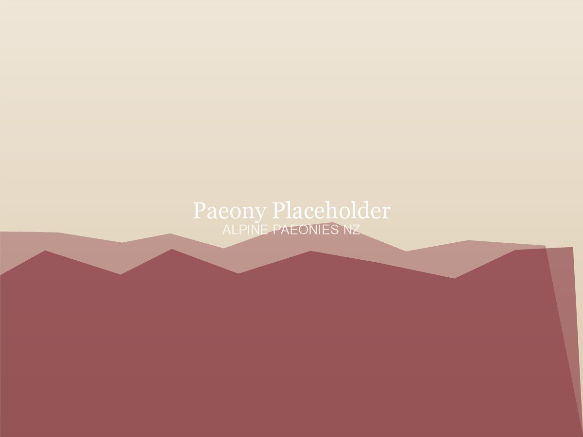 Angel Cheeks paeony close-up — placeholder